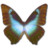 Morpho Cissis Icon